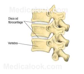 Image result for slightly movable joints cartilaginous