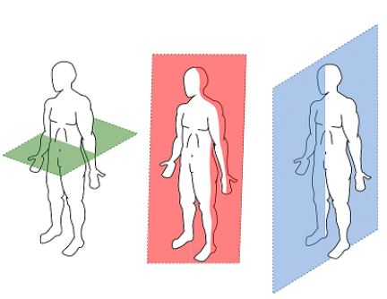 Anatomical Position: Definitions and Illustrations