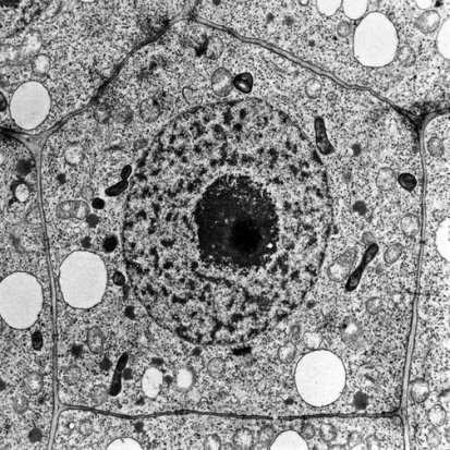 tem-plant-cell