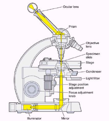 Microscope, Types, Parts, History, Diagram, & Facts