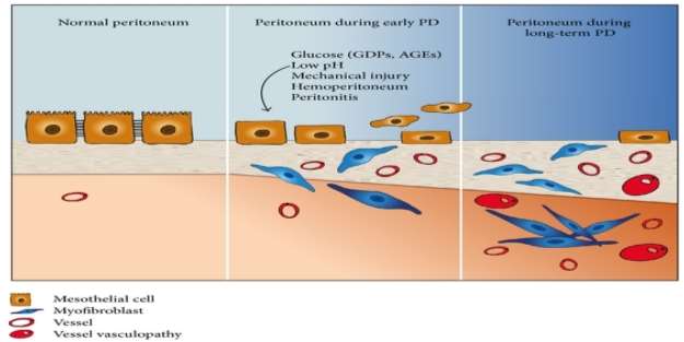 https://www.hindawi.com/journals/amed/2014/473134.fig.001b.jpg