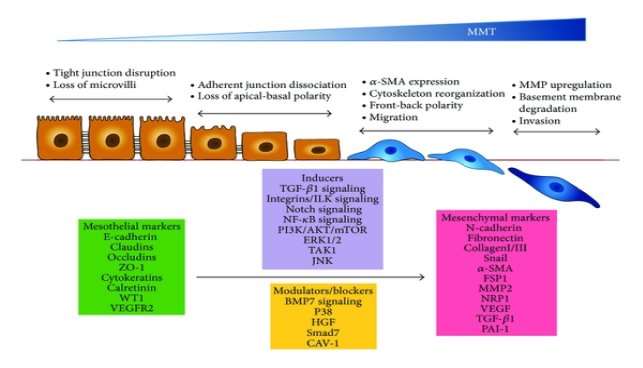 https://www.hindawi.com/journals/amed/2014/473134.fig.003.jpg