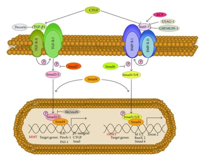 https://www.hindawi.com/journals/amed/2014/473134.fig.004.jpg