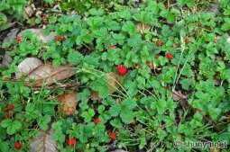 Image result for wild strawberries plants