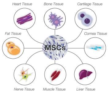 Image result for hmsc to cartilage bone muscle fat