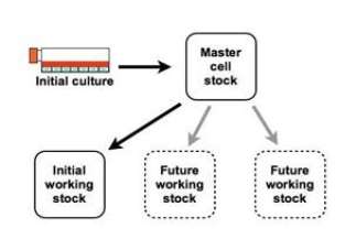 http://www.bionique.com/iu/figure1-tech1.jpg