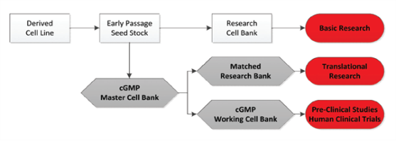 Image result for clinical process- cell as product