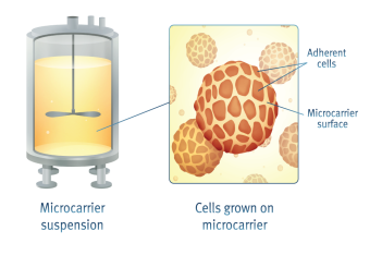 Image result for microcarriers cell culture