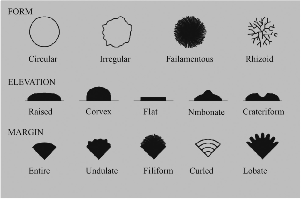 Identification Of Fungi By Morphology