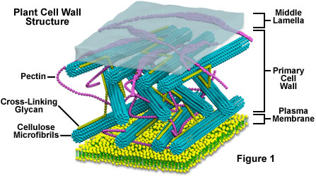 Designing A Plant Cell Model