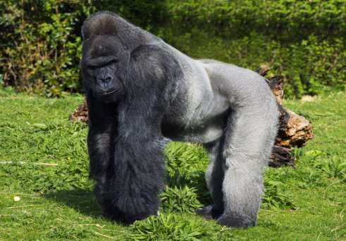 http://www.livescience.com/images/i/000/037/003/original/gorilla.jpg