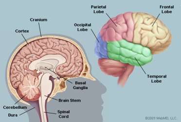 Image result for pictures of the brain
