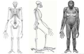 ../bone1.jpg