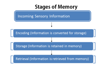 Image result for stages of memory