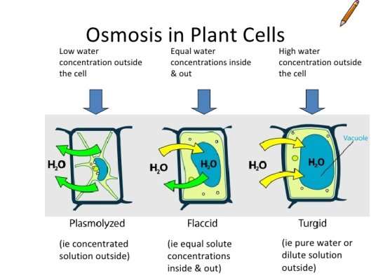 Image result for osmosis in plant cells