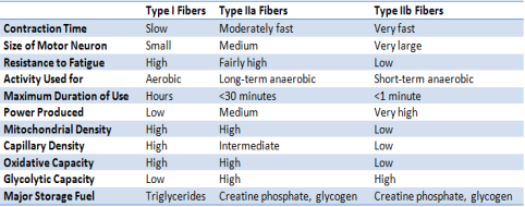 Image result for Comparison of the different types of skeletal muscle fibres table