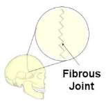 Image result for fibrous joint - cranium
