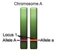 Chromosomes & alleles2.jpg