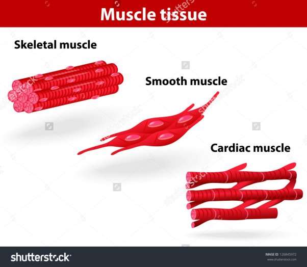 http://image.shutterstock.com/z/stock-vector-types-of-muscle-tissue-skeletal-muscle-smooth-muscle-cardiac-muscle-vector-scheme-126845972.jpg