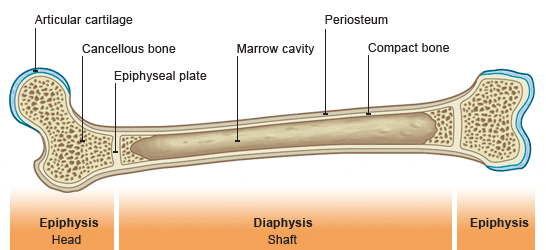 Image result for structure of a long bone