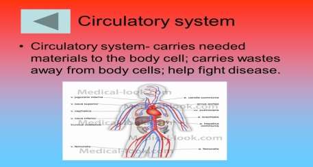 Image result for circulatory system and the skin
