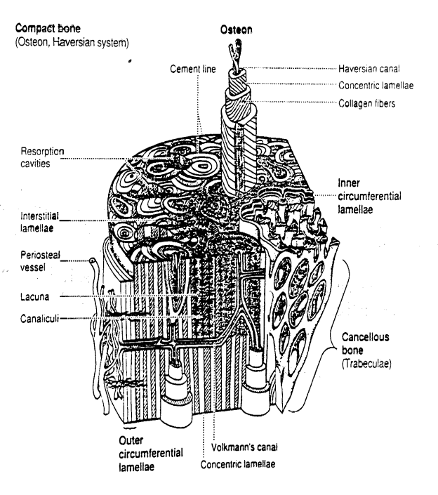 http://www.umich.edu/%7Ebme332/ch9bone/cortbone2.gif