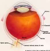 Image result for normal fundus photo