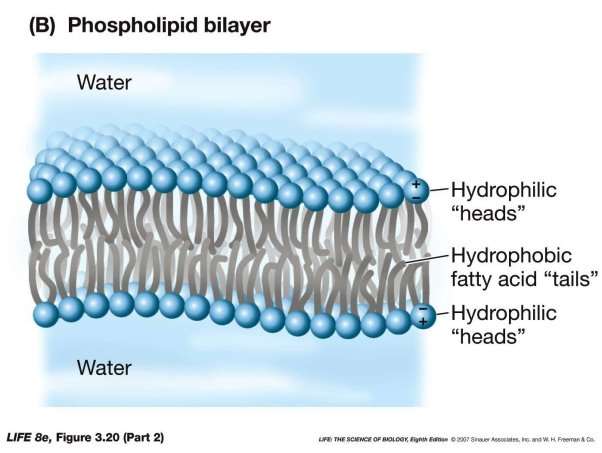 Image result for phospholipid bilayer image