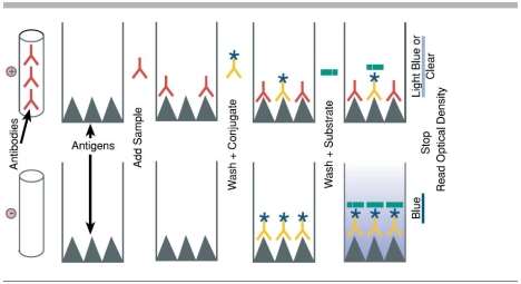 Diagram of Competitive ELISA Steps